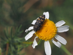Acmaeoderella flavofasciata flavofasciata