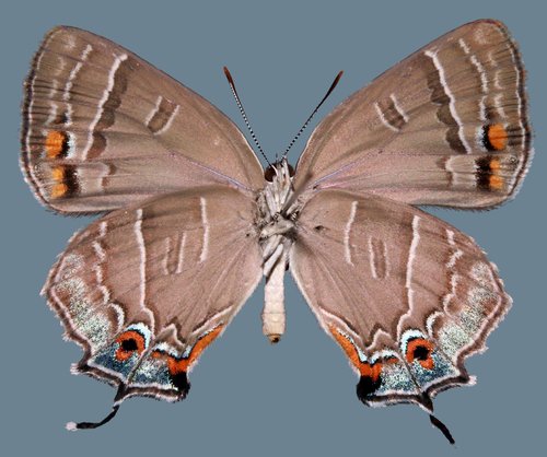Colorado Hairstreak
