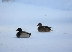 Anas platyrhynchos