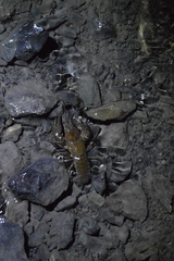 Cambarus bartonii cavatus