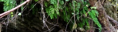 Adiantum capillus-veneris