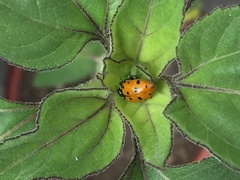 Hippodamia convergens