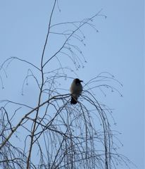 Corvus cornix