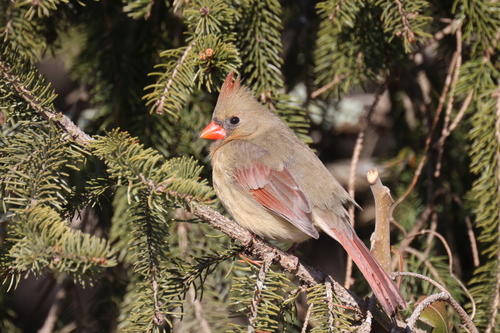 Northern Cardinal photographed in Pennsylvania