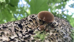 Crepidotus calolepis