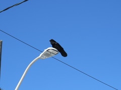 Corvus corax
