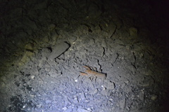 Cambarus bartonii cavatus