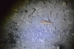 Cambarus bartonii cavatus