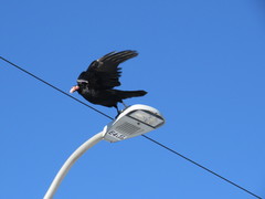 Corvus corax