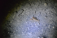 Cambarus bartonii cavatus