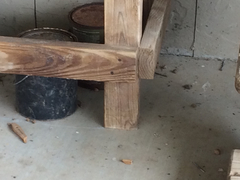 Aspidoscelis gularis