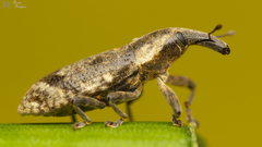Gasteroclisus