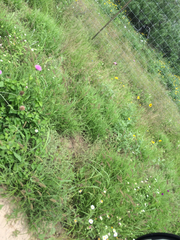 Aspidoscelis gularis