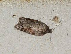 Acleris ptychogrammos