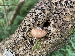 Crepidotus calolepis