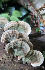 Stereum subtomentosum