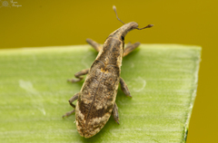 Gasteroclisus