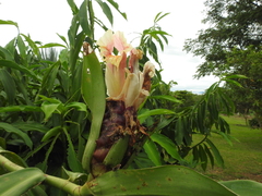 Costus guanaiensis