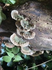 Stereum subtomentosum