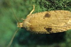 Agonopterix subpropinquella