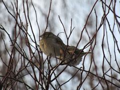 Passer domesticus