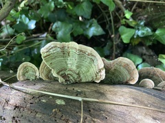 Stereum subtomentosum