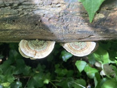 Stereum subtomentosum