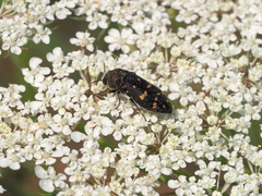 Acmaeoderella flavofasciata flavofasciata