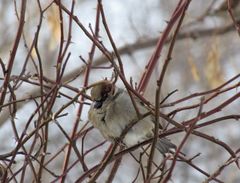 Passer domesticus