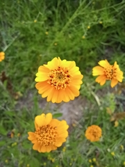 Tridax trilobata