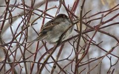 Passer domesticus