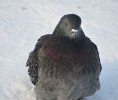 Columba livia domestica