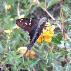 Urbanus proteus proteus