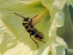 Plagionotus bobelayei