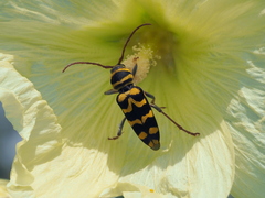 Plagionotus bobelayei