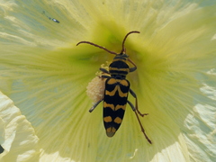 Plagionotus bobelayei