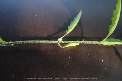 Rosenscheldia abundans