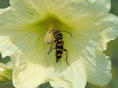 Plagionotus bobelayei