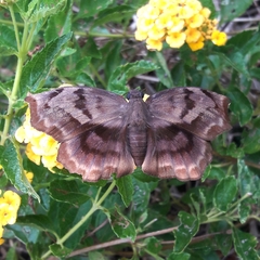 Achlyodes busirus rioja