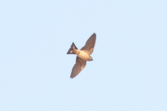 Petrochelidon preussi