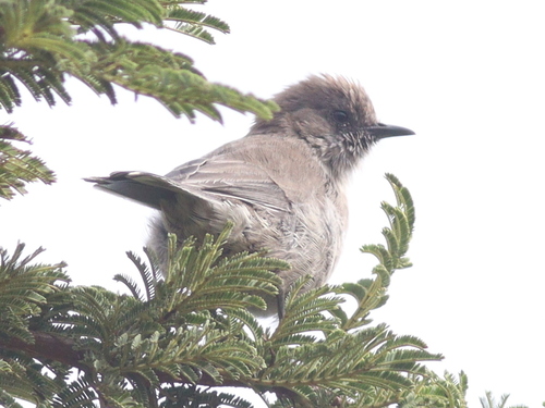 Brown Parisoma (Curruca lugens), photo 8