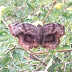 Achlyodes busirus rioja