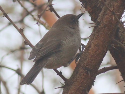 Brown Parisoma (Curruca lugens), photo 7