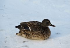 Anas platyrhynchos