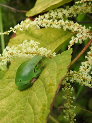 Hyla intermedia perrini