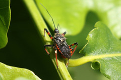 Rhynocoris annulatus