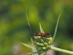 Nemophora pfeifferella