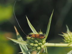 Nemophora pfeifferella