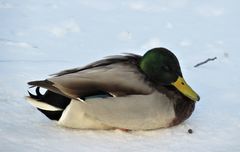 Anas platyrhynchos