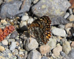 Chlosyne acastus sterope